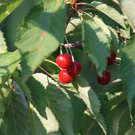 Gartenblick Διαμέρισμα *